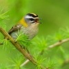 Kralicek ohnivy - Regulus ignicapilla - Firecrest o9539